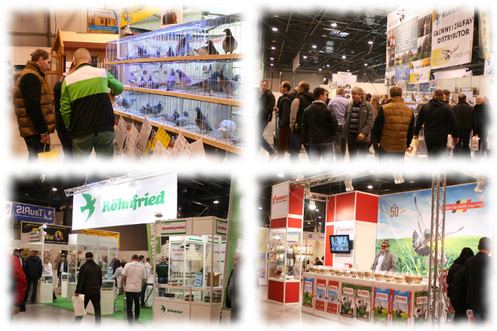 Expo Gołębie GRUDZIEŃ 2016